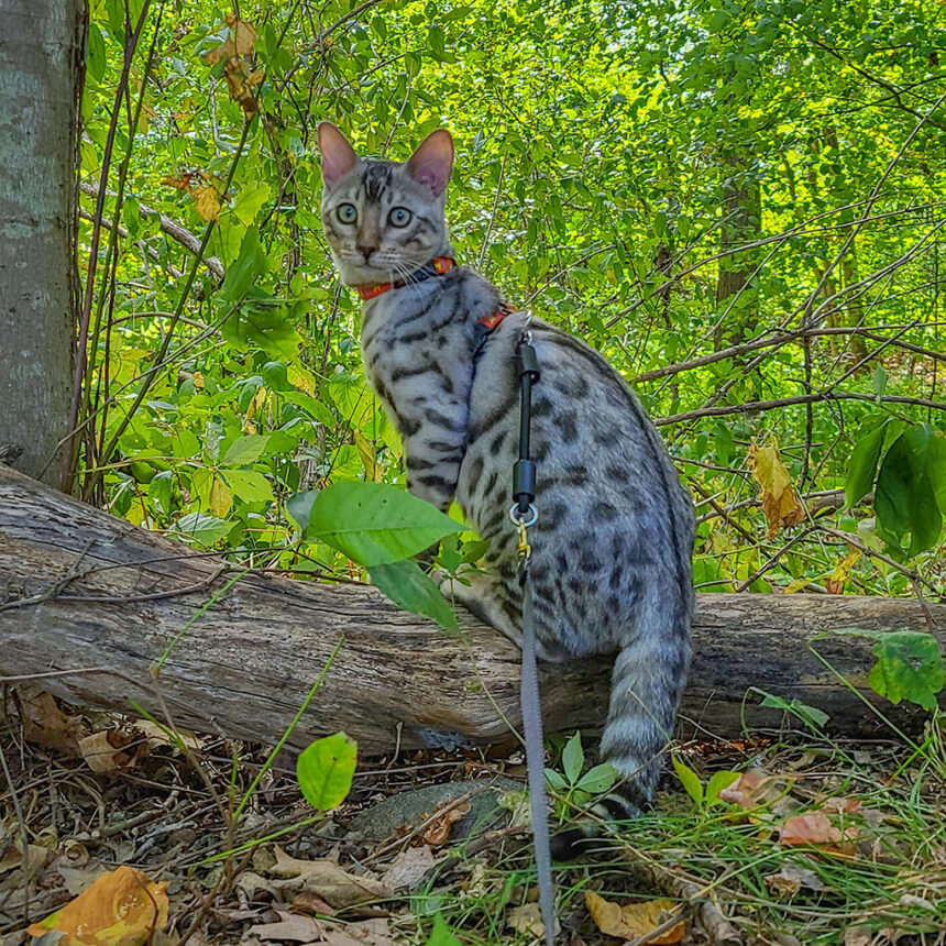 Bengal Cat in nature