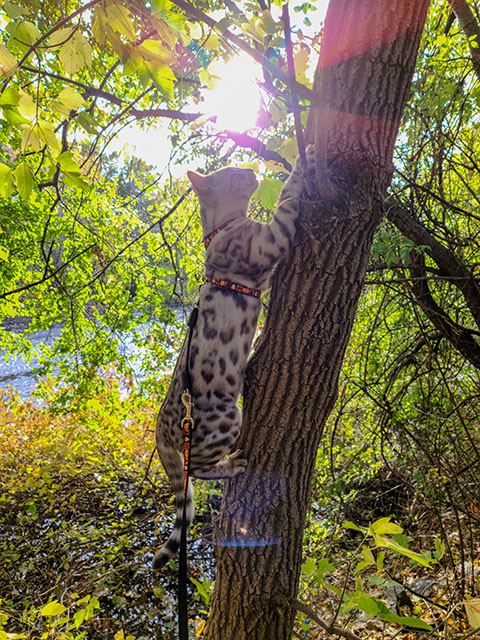 Yogi climbing a tree