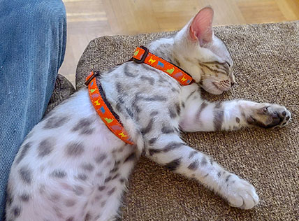 Cat harness training for life